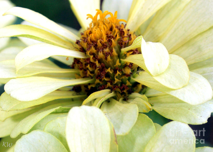 Inside the Zinnia Photograph by Kathy  White