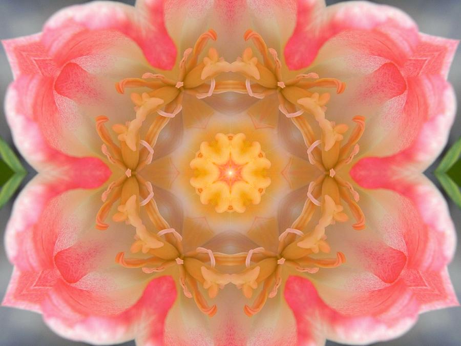 Inside Tulip Mandala Digital Art by Diane Lynn Hix