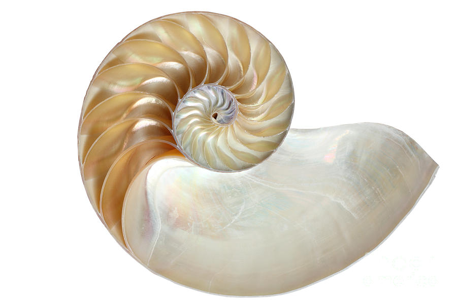 Inside view of a nautilus shell Photograph by Eugene Sim - Fine Art America