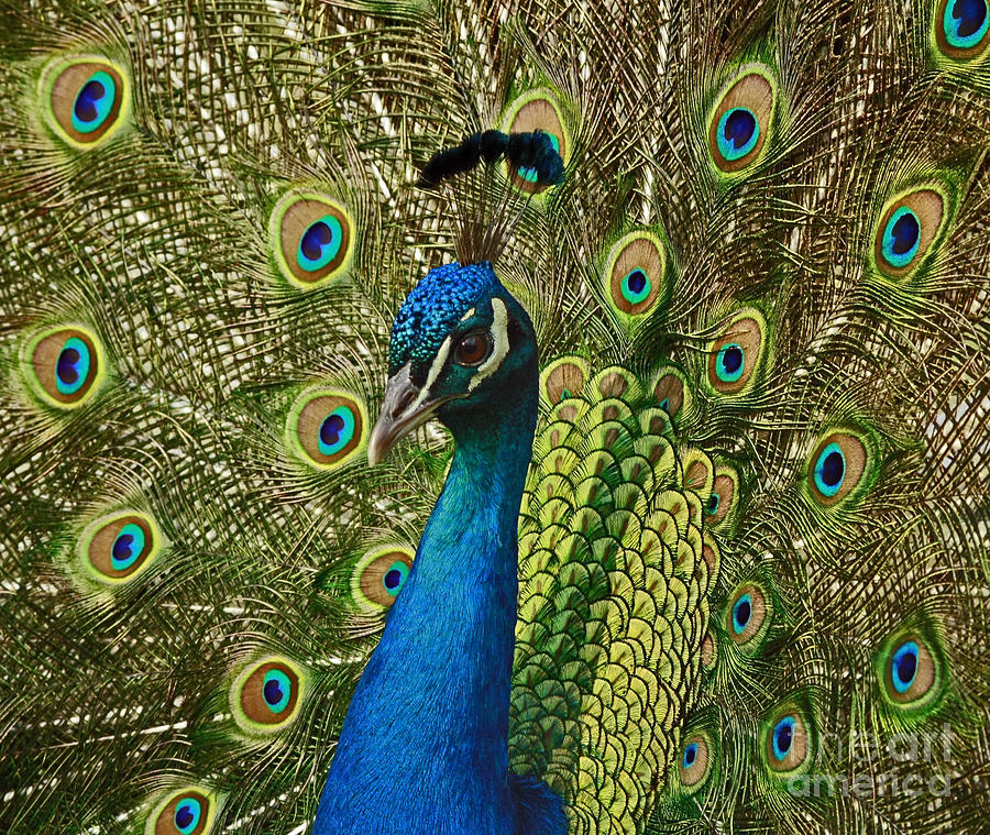 Peacock Photograph - Inspired by Love  Male Peacock Displays Plumage by Inspired Nature Photography Fine Art Photography