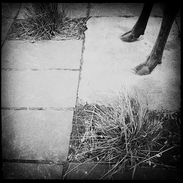 Hipstamatic Photograph - Inspired By The Urban Deer Hunter by Laurentia Flote
