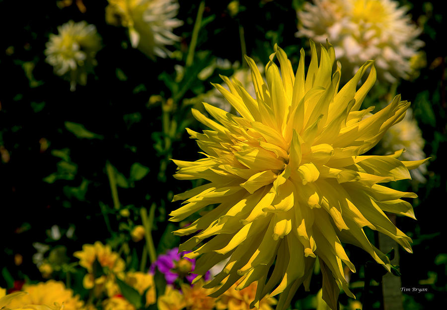 Flower Photograph - Inspired by Yellow by Tim Bryan