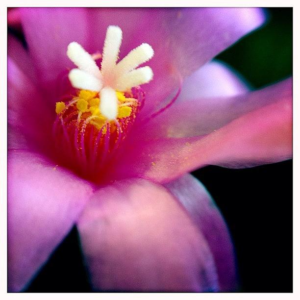 Johns Photograph - Inspired Today By A Tiny Cactus Bloom by Molly Slater Jones
