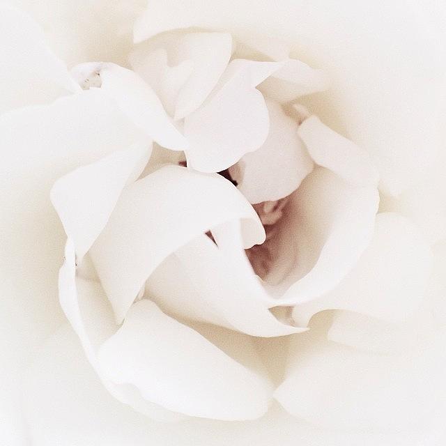 Summer Photograph - @instag_app #instag_app #flowers by Dayna Johnson