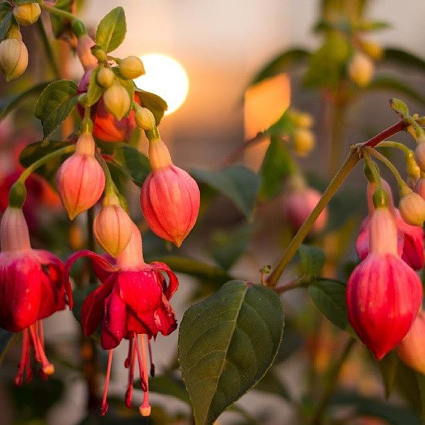 Flower Photograph - #instagood #fuchsia #sunset #sunflare by Kelly Love