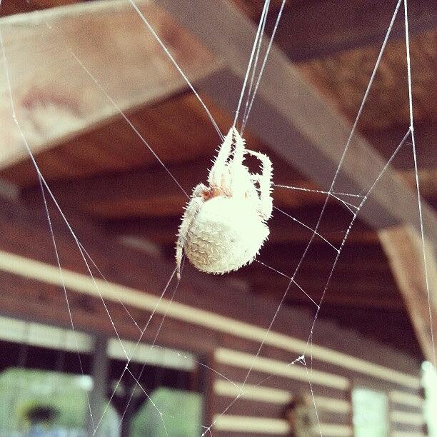 Spider Photograph - Instagram Photo by Blake Kirby