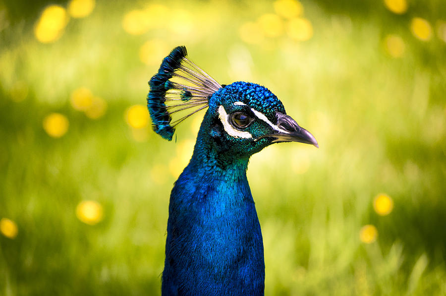 Peacock Photograph - Instagram Photo by Casey Merrill
