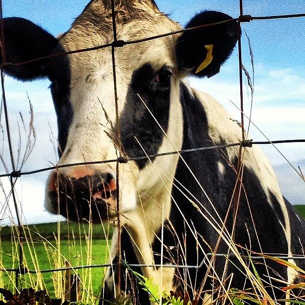 Cow Photograph - Instagram Photo by Nia Richards