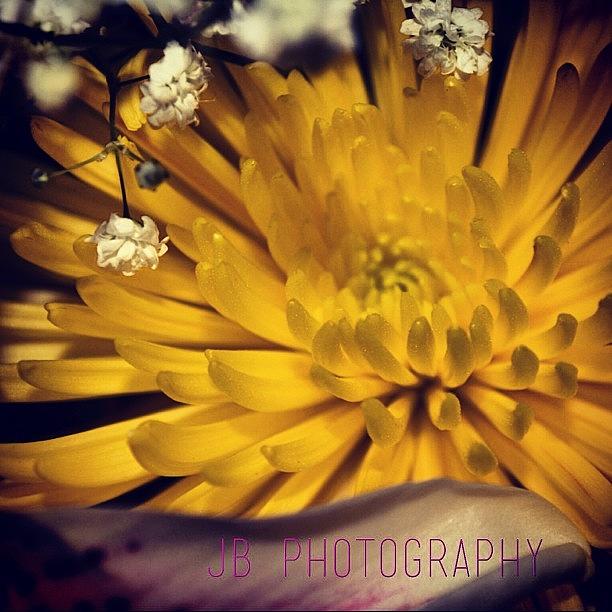Nature Photograph - #instaprints #flowers #love #gift by Jamie Brown