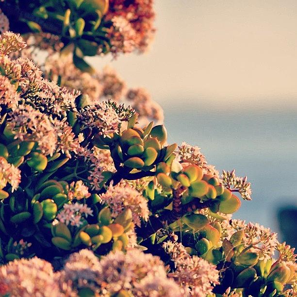 Flower Photograph - #instaprints #igfame #california #nikon by Jamie Brown