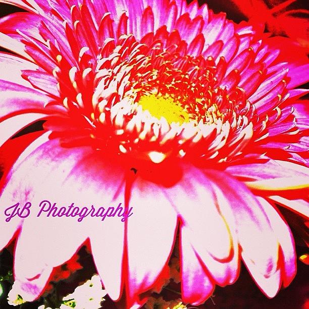 Nature Photograph - #instaprints #tagstagram.app #flower by Jamie Brown