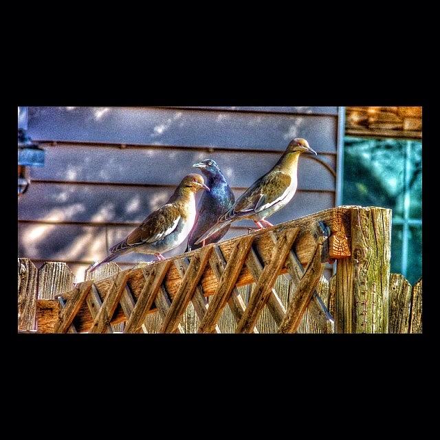 Dove Photograph - #instasize #bird #grackle #dove #texas by J Z