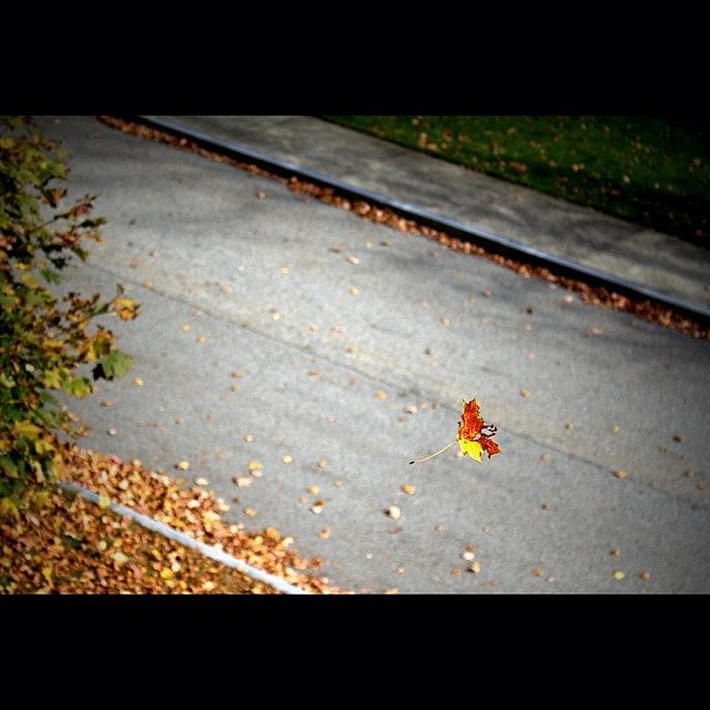 Fall Photograph - #instasize #fall #leaves #colorful by Essy Dias