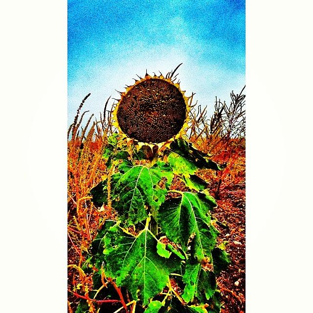 Sunflower Photograph - #instasize #flower #sunflower #farm by J Z