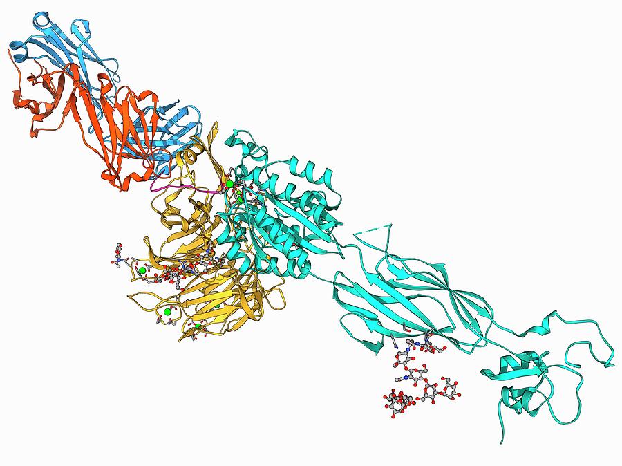 Integrin And Fibrinogen Complex Molecule Photograph by Laguna Design ...