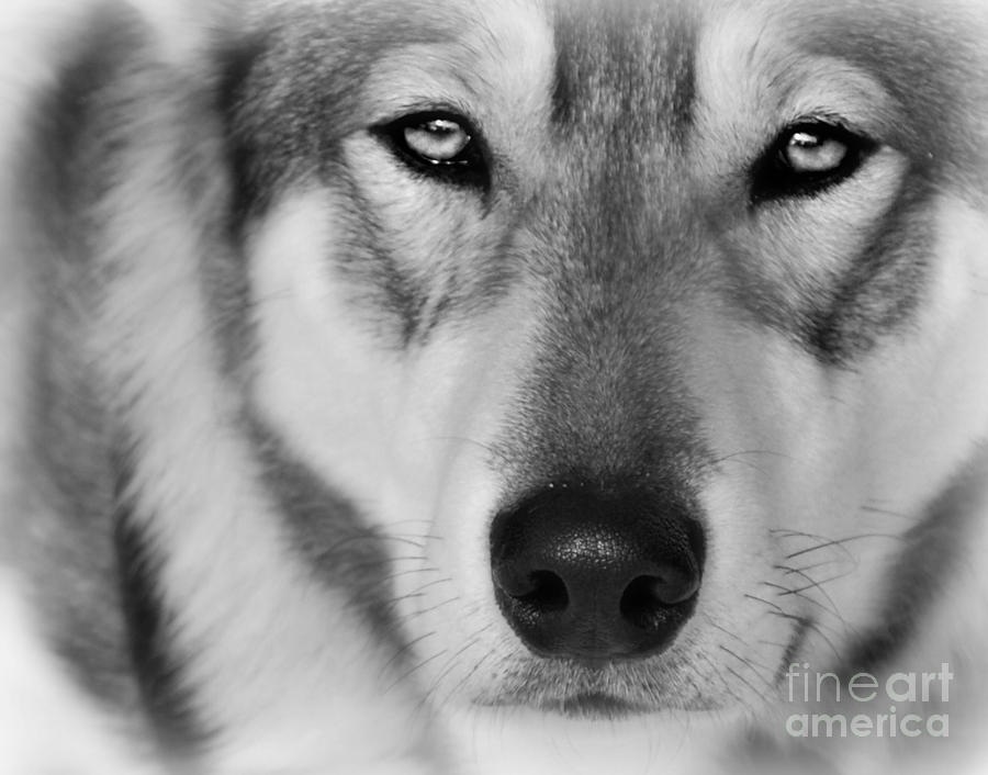 Intence Sled Dog black and white Photograph by Lila Fisher-Wenzel