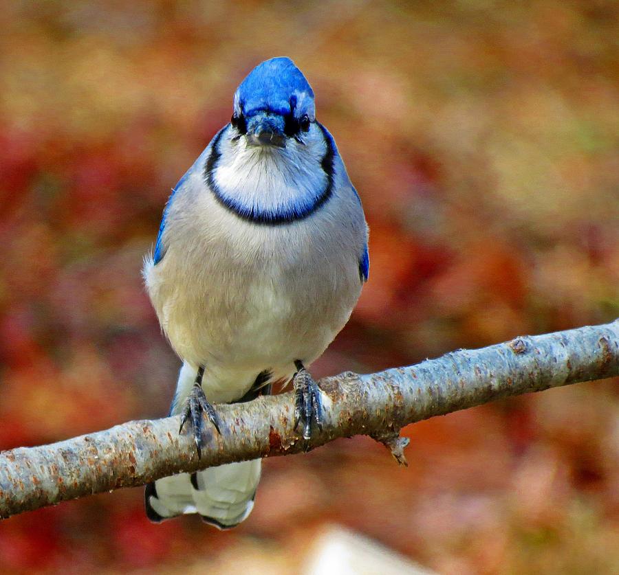 Intense Blue Jay Photograph by MTBobbins Photography