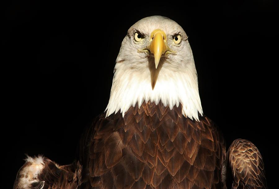 Intense Eagle Photograph by Paulette Thomas - Fine Art America