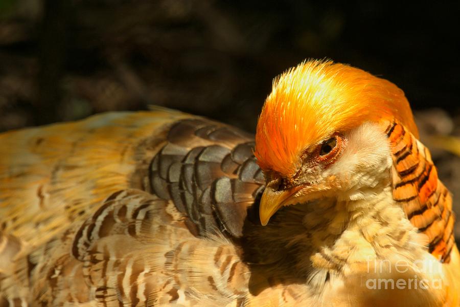 Intense Golden Pheasant Photograph by Adam Jewell