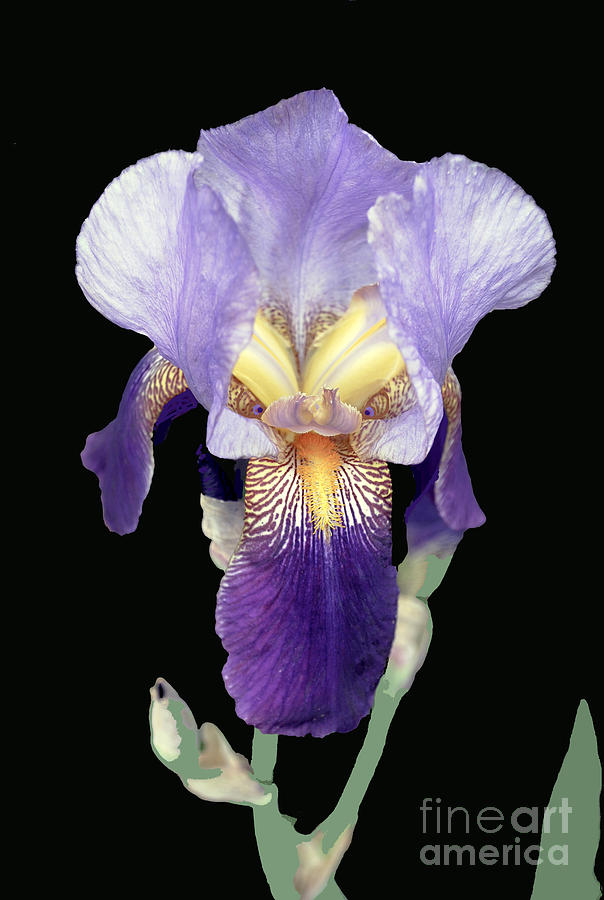 Intense Iris Photograph by Bill Thomson