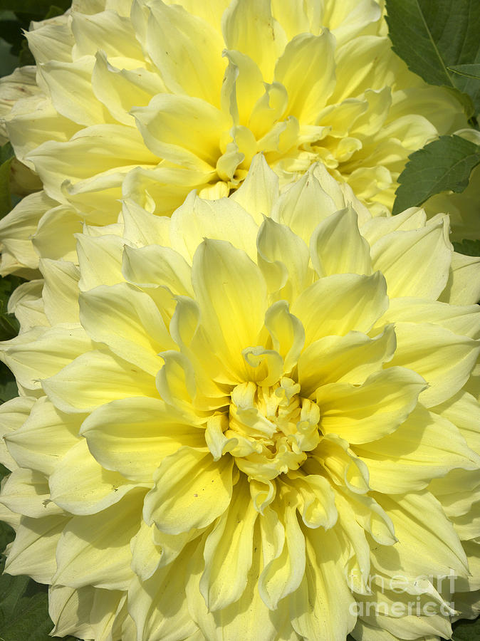 Intense Yellow Dahlias Photograph by Brenda Kean