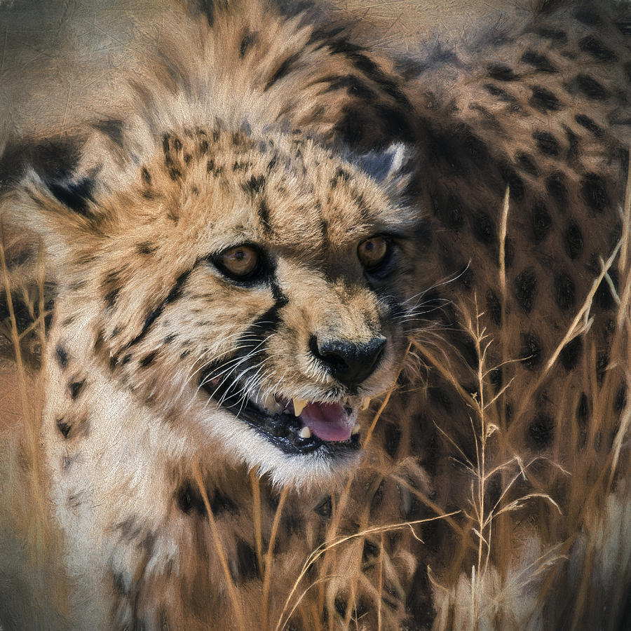 Wildlife Photograph - Intensity - Cheetah - Africa  by SharaLee Art