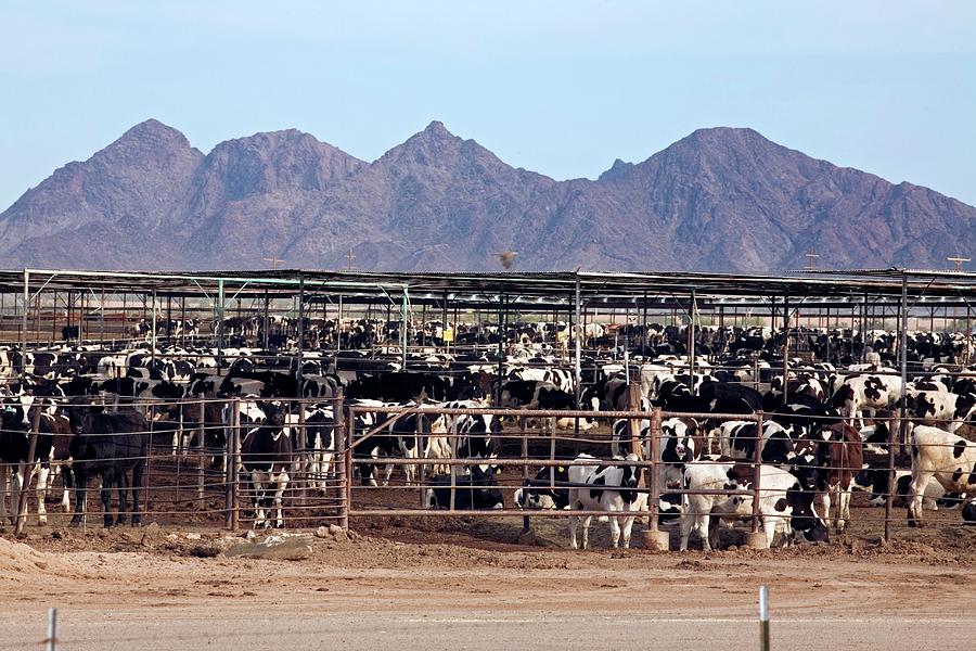 Intensive Cattle Farm Photograph by Jim West