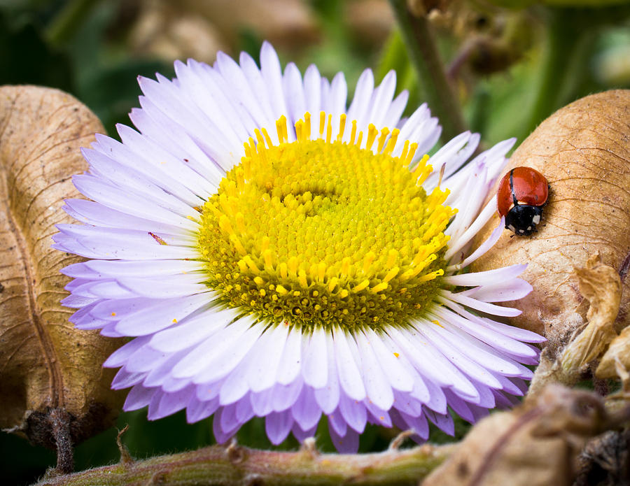 Ladybug Photograph - Interactions In Nature by Priya Ghose