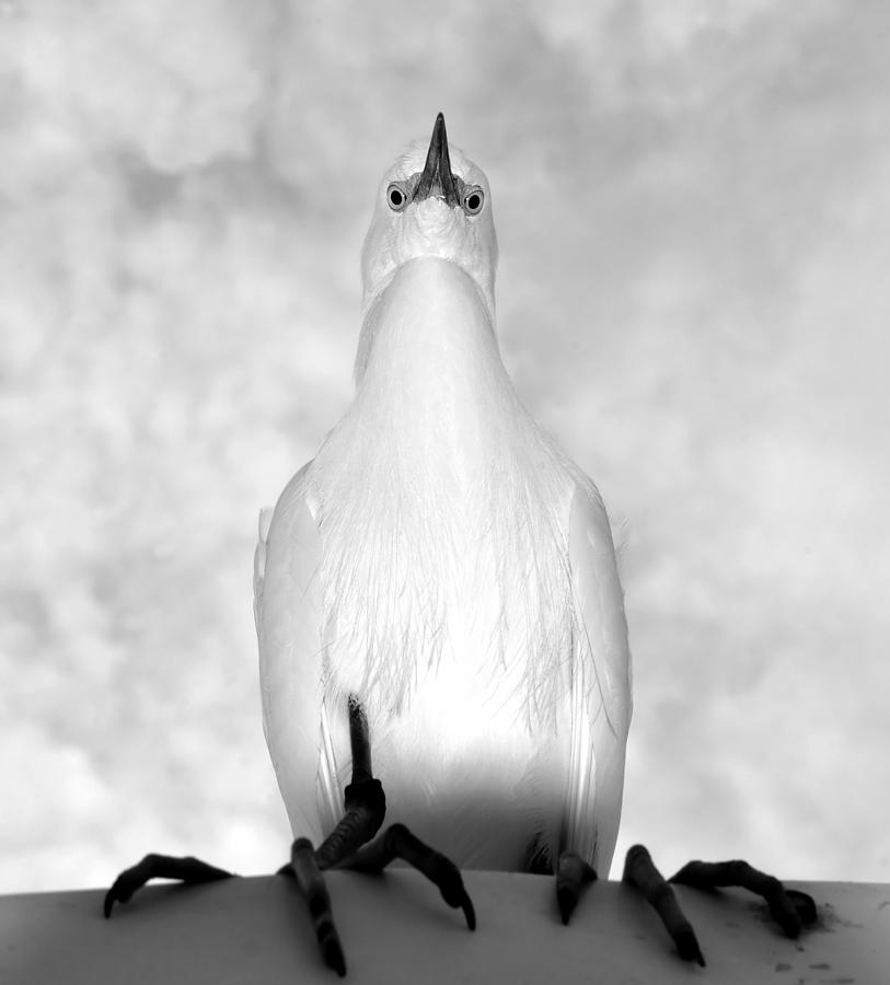 Interesting bird Photograph by David Lee Thompson