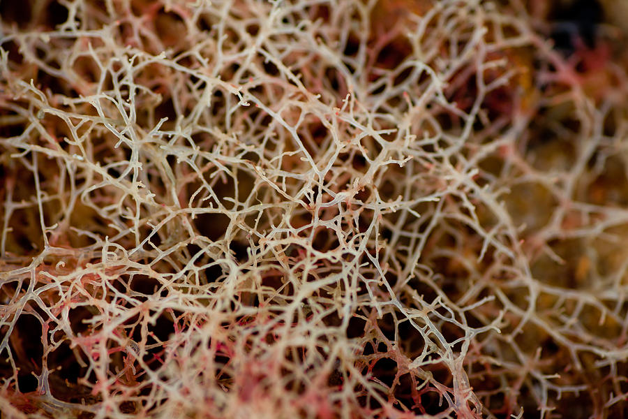 Interesting Coral Photograph by Carole Hinding
