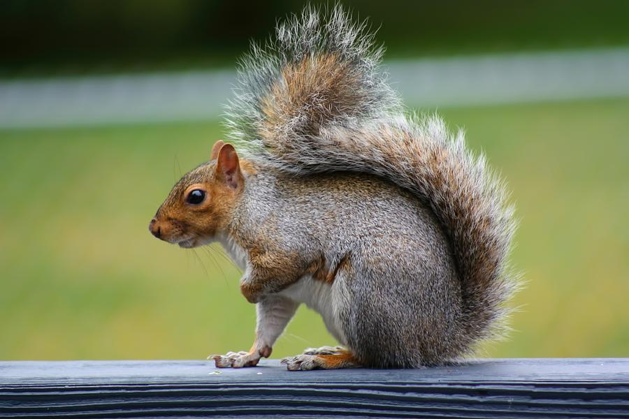 Squirrel Photograph - Interesting Tail by Amanda Stadther