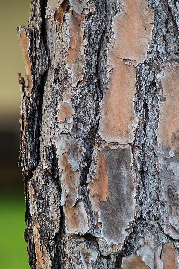 Interesting Tree Bark Photograph by Diane Bell