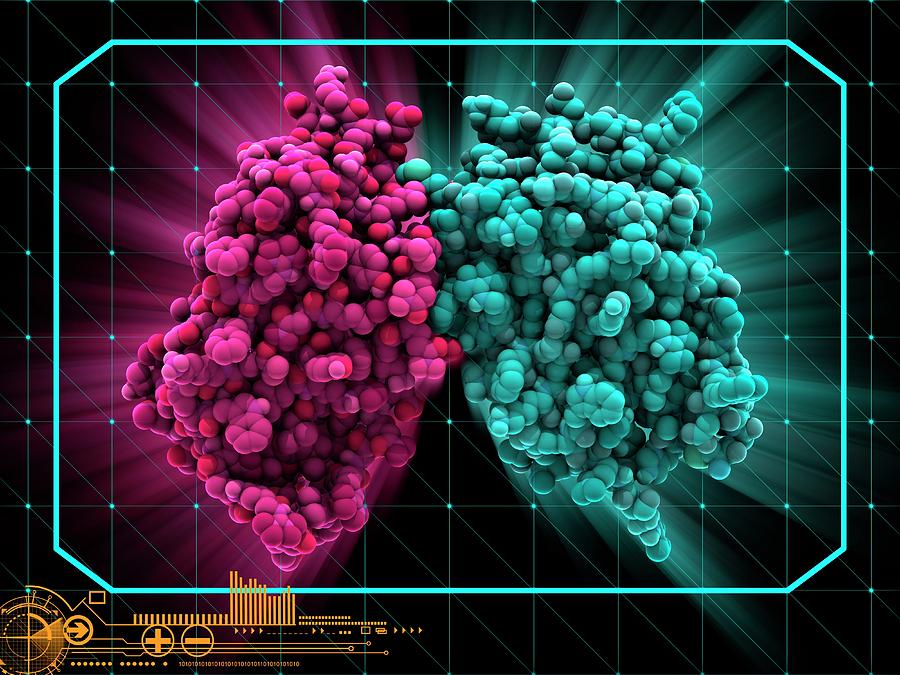 Interferon Beta 1a Drug Molecule Photograph by Laguna Design/science