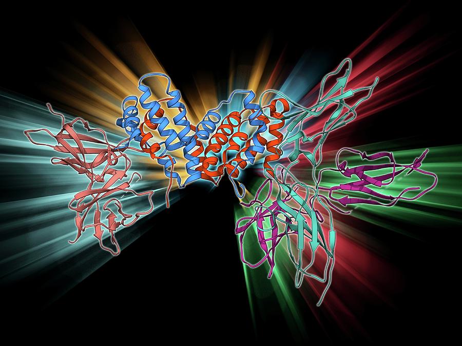 Adaptive Immunity Photograph - Interferon Gamma Molecule And Receptor by Laguna Design