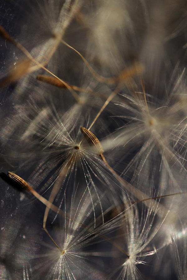 Intergalactic Travelers - Dandelion Seeds Photograph by Connie Handscomb