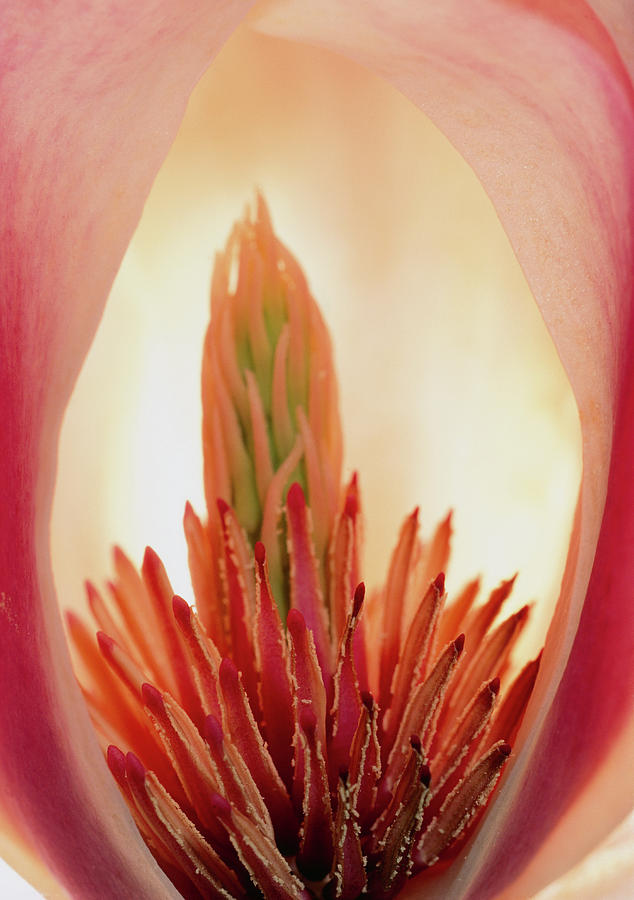 Interior Magnolia Flower. Photograph by Steve Taylor/science Photo Library