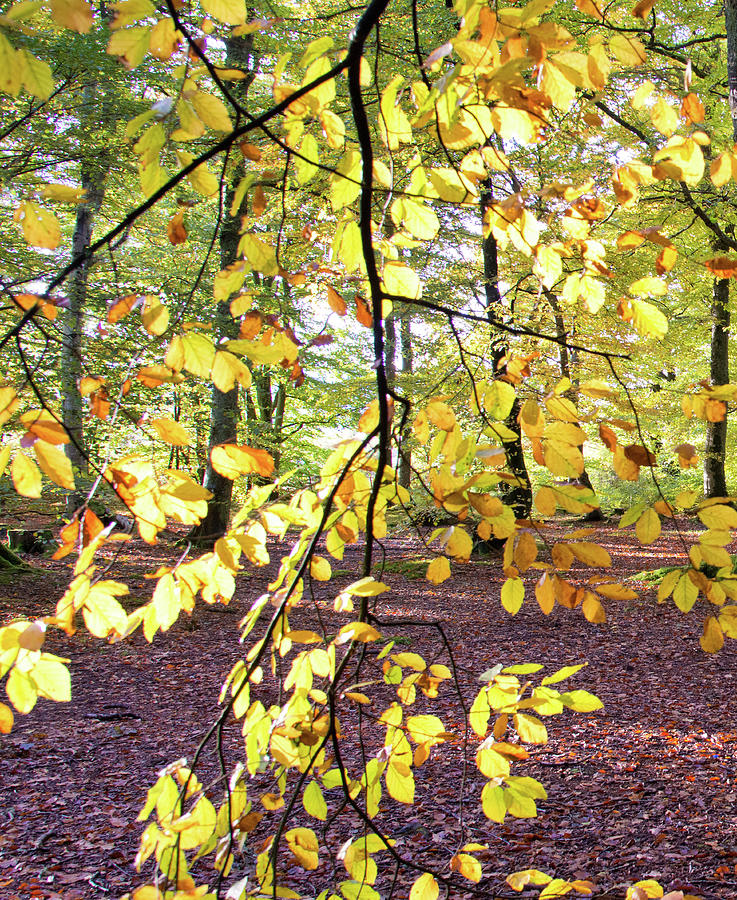 Interior Of Autumn Woodland, Scotland by Kathy Collins