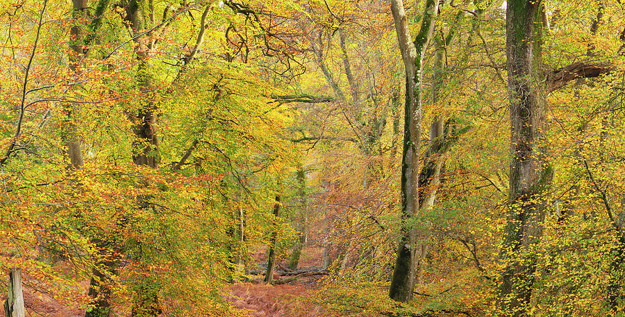Interior Of Forest In Autumn, Hampshire Photograph by Travelpix Ltd