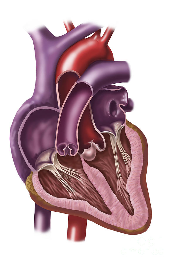 Interior Of Human Heart Showing Atria Digital Art by TriFocal ...