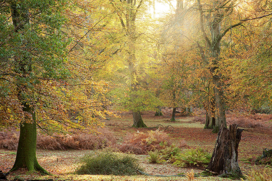 Interior Of The New Forest, Hampshire Photograph by Travelpix Ltd