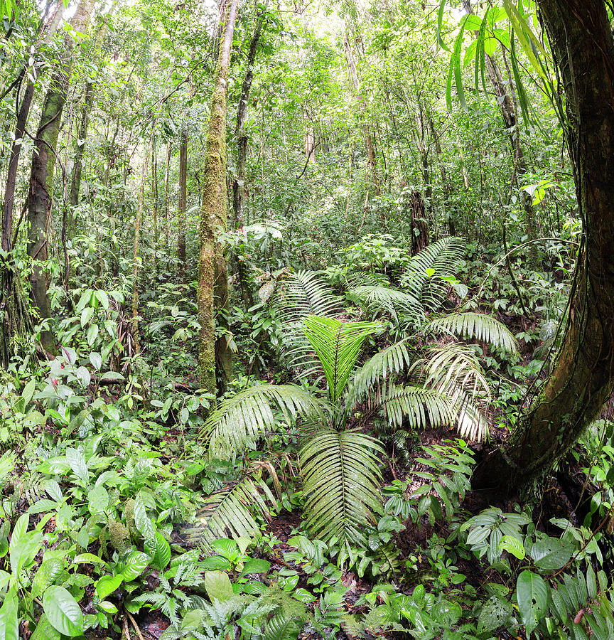 Interior Of Tropical Rainforest Photograph By Dr Morley Read - Fine Art 