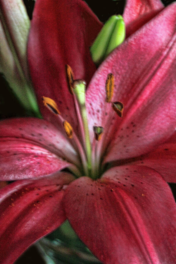 Flowers Still Life Photograph - Interior Red Lily by Linda Phelps