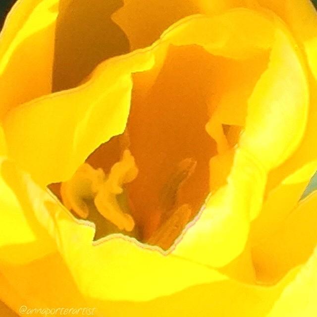 Noedit Photograph - Interiors, Inside A Very Yellow Tulip by Anna Porter