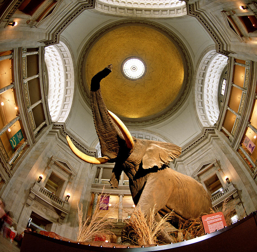 Interiors Of A Museum, National Museum Photograph by Panoramic Images