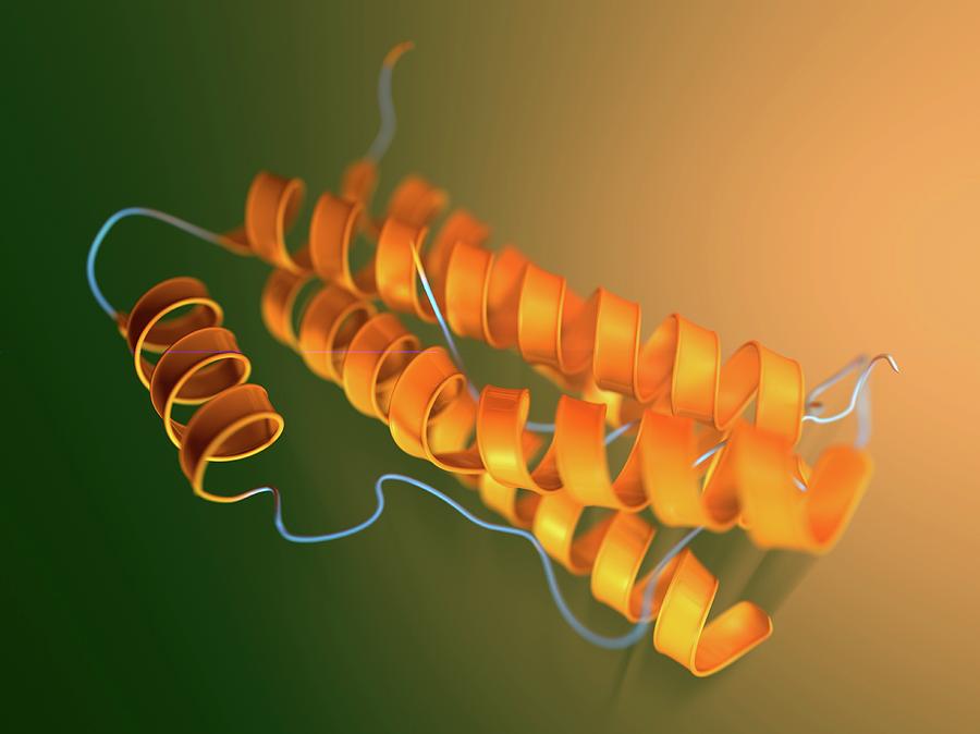 Interleukin-6 Molecular Model Photograph by Hipersynteza - Pixels