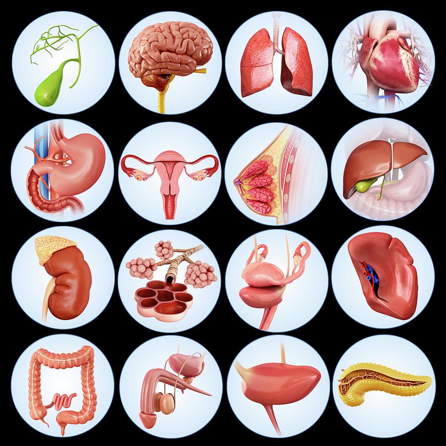 Internal Human Organs Photograph by Pixologicstudio/science Photo Library Fine Art America