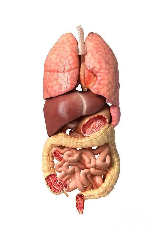 Anatomy Digital Art - Internal Organs Of The Respiratory by Leonello Calvetti