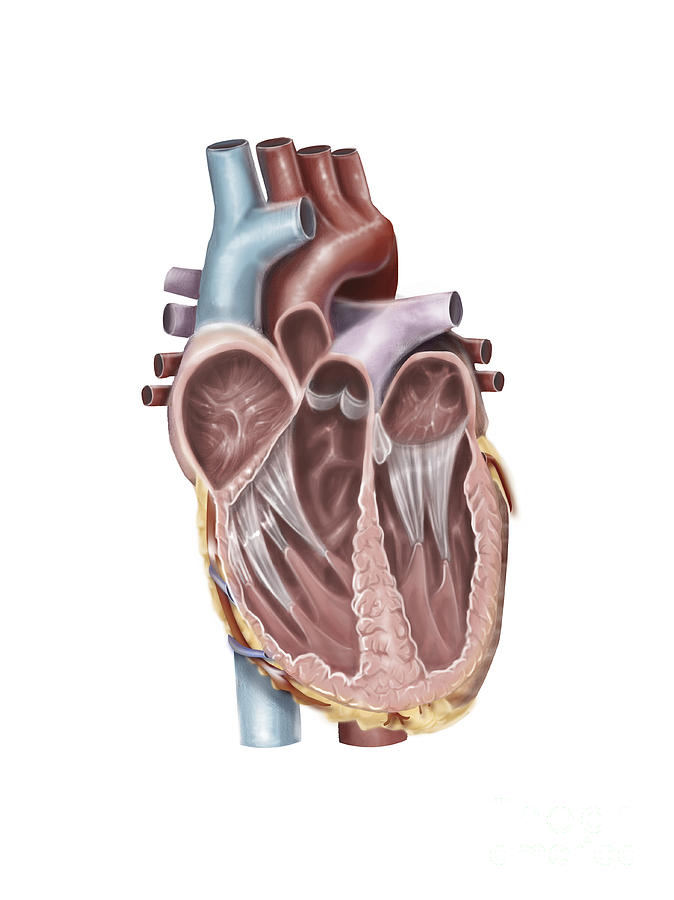 Internal View Of The Human Heart Digital Art by Alan Gesek | Fine Art ...