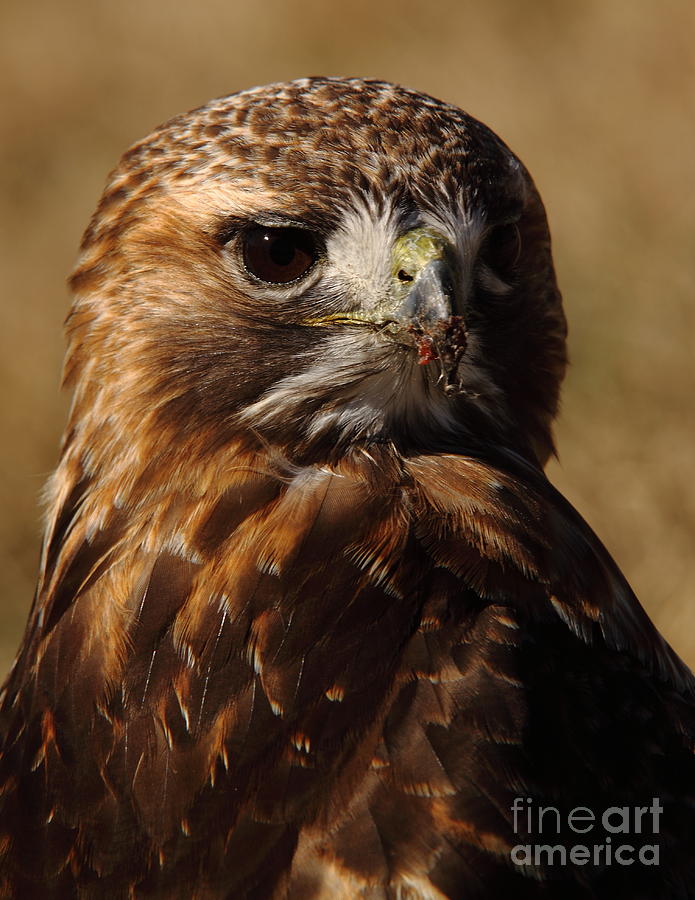 Red Tailed Hawk Portrait Photograph by Robert Frederick