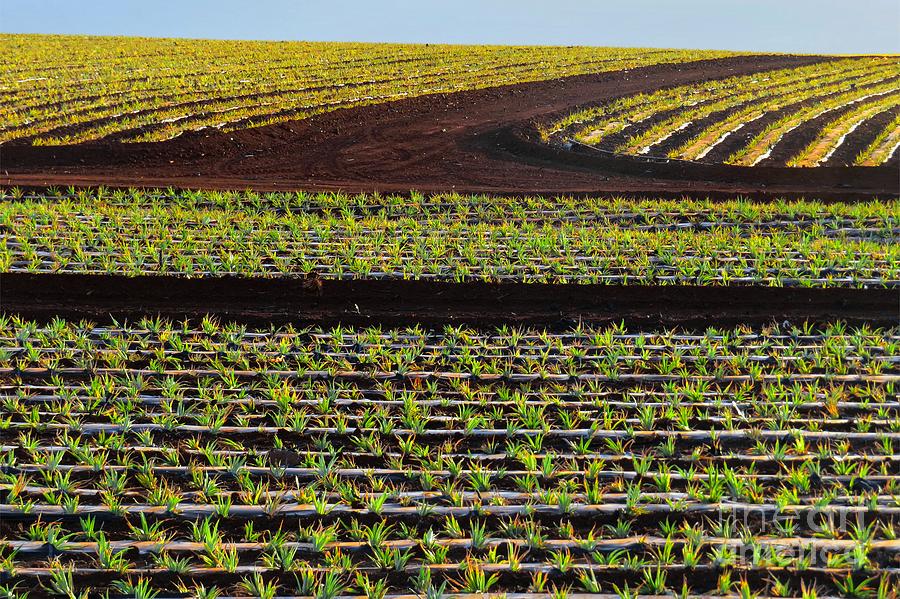 Intersecting Rows Photograph by Scott Cameron